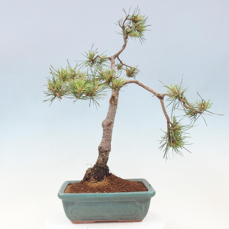 Vonkajšie bonsai - Pinus Sylvestris - Borovica lesná