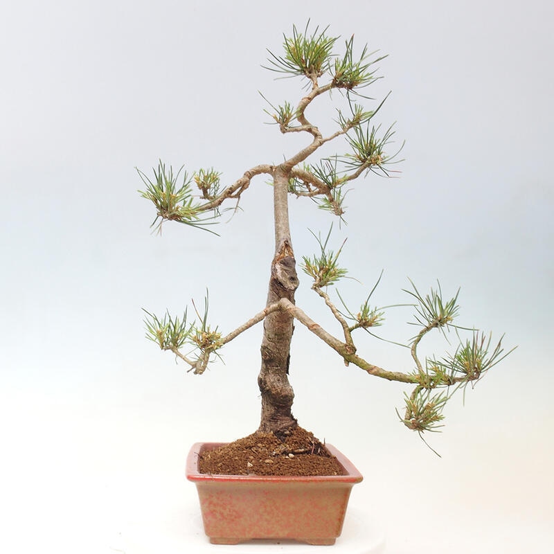 Vonkajšie bonsai - Pinus Sylvestris - Borovica lesná