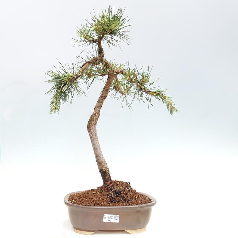 Vonkajšie bonsai - Pinus Sylvestris - Borovica lesná