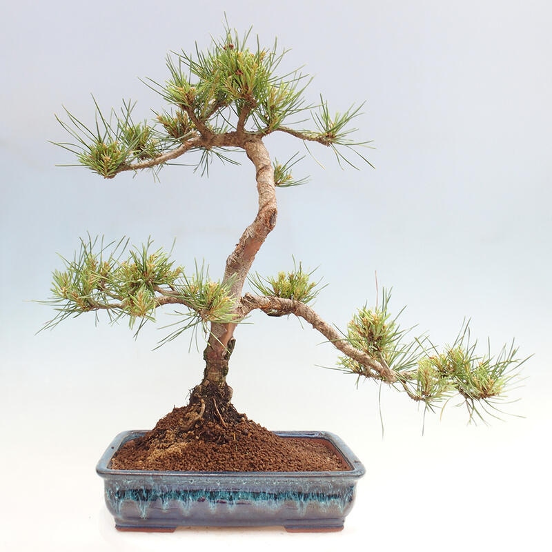 Vonkajšie bonsai - Pinus Sylvestris - Borovica lesná