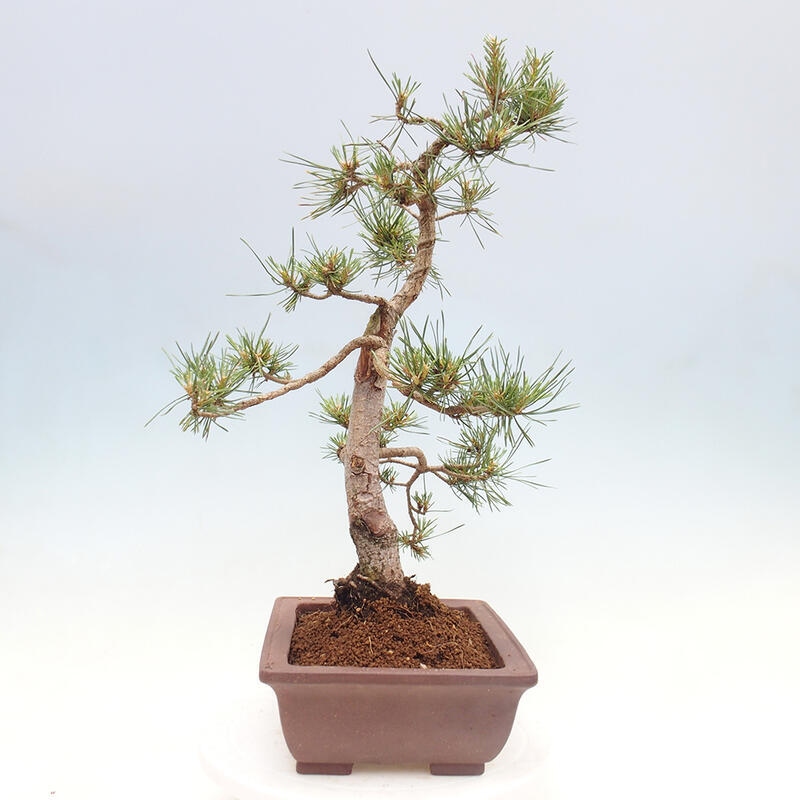 Vonkajšie bonsai - Pinus Sylvestris - Borovica lesná