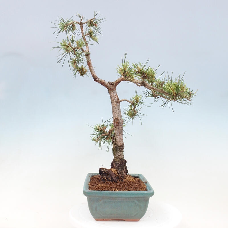 Vonkajšie bonsai - Pinus Sylvestris - Borovica lesná