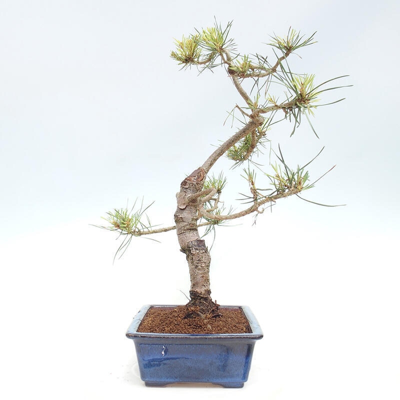 Vonkajšie bonsai - Pinus Sylvestris - Borovica lesná