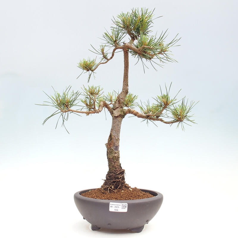 Vonkajšie bonsai - Pinus Sylvestris - Borovica lesná