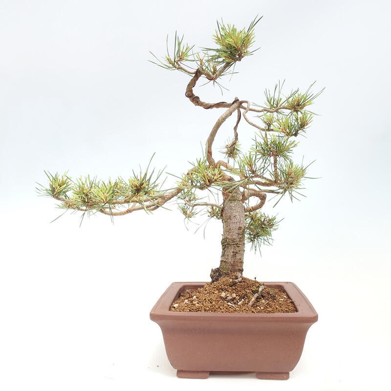 Vonkajšie bonsai - Pinus Sylvestris - Borovica lesná