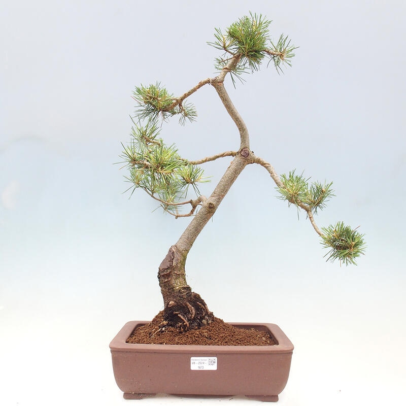 Vonkajšie bonsai - Pinus Sylvestris - Borovica lesná