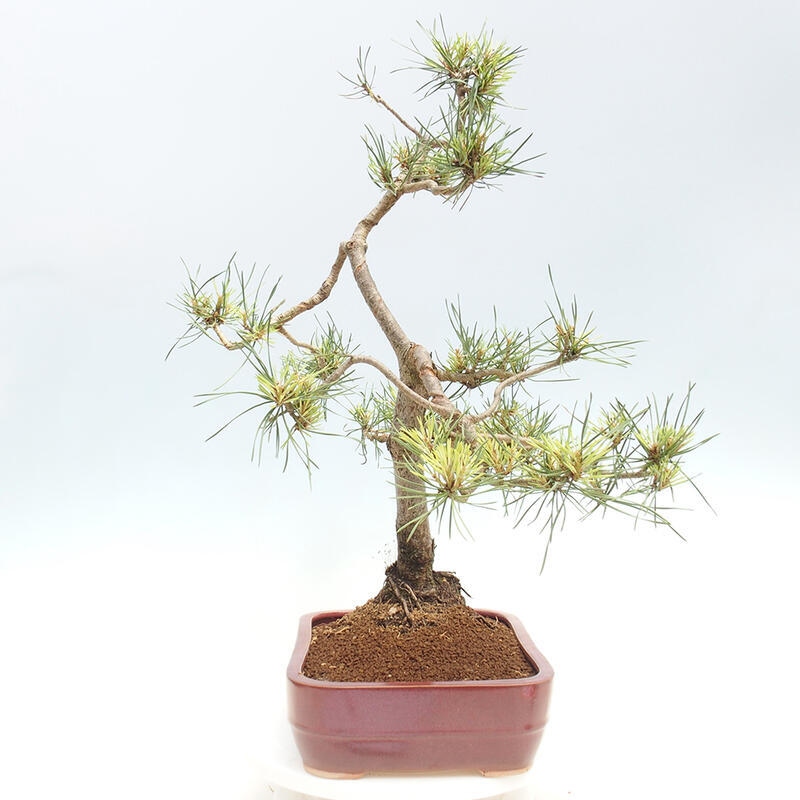 Vonkajšie bonsai - Pinus Sylvestris - Borovica lesná