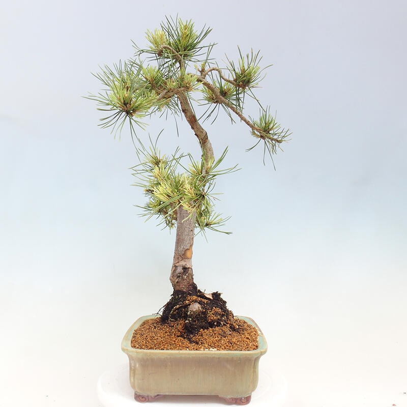 Vonkajší bonsai - Pinus Sylvestris Watererri - Borovica lesná