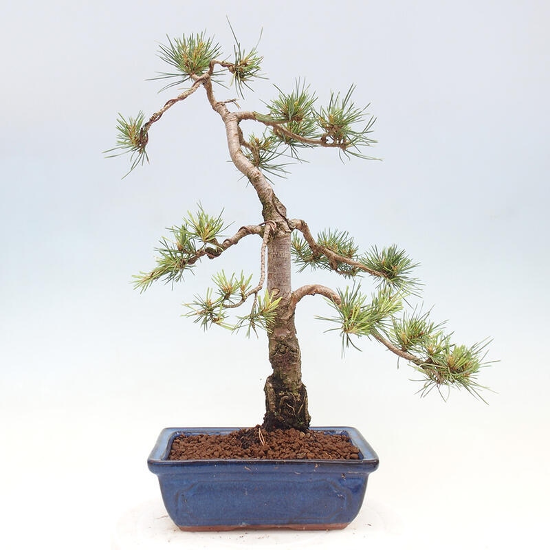 Vonkajšie bonsai - Pinus Sylvestris - Borovica lesná