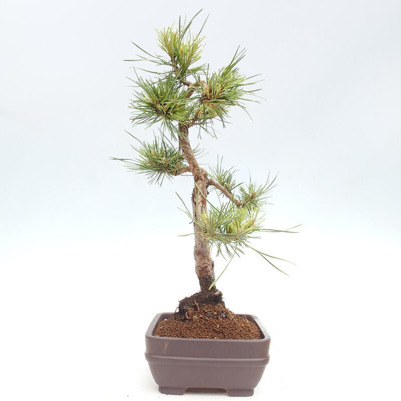 Vonkajšie bonsai - Pinus Sylvestris - Borovica lesná