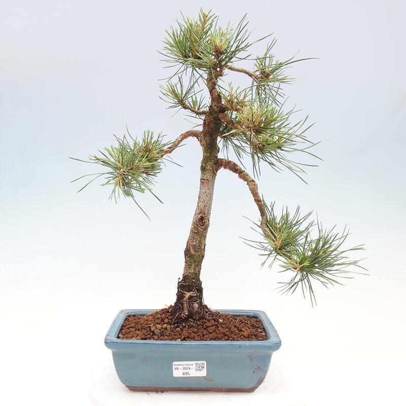 Vonkajšie bonsai - Pinus Sylvestris - Borovica lesná