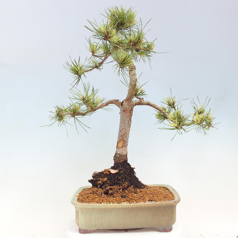 Vonkajší bonsai - Pinus Sylvestris Watererri - Borovica lesná