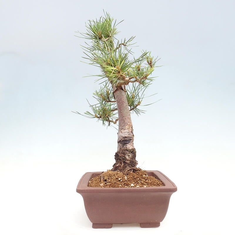 Vonkajšie bonsai - Pinus Sylvestris - Borovica lesná