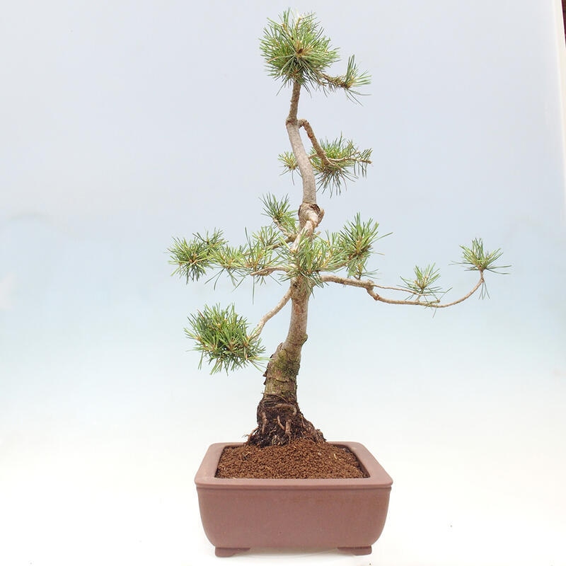 Vonkajšie bonsai - Pinus Sylvestris - Borovica lesná