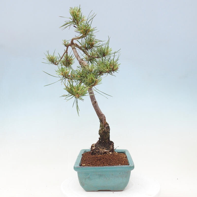 Vonkajšie bonsai - Pinus Sylvestris - Borovica lesná