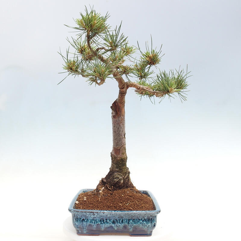 Vonkajšie bonsai - Pinus Sylvestris - Borovica lesná