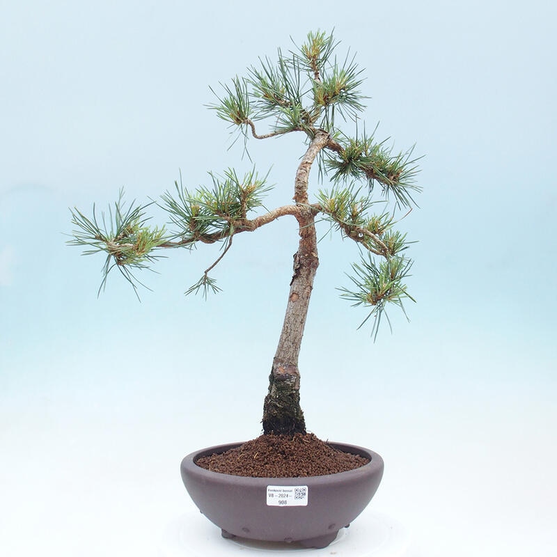 Vonkajšie bonsai - Pinus Sylvestris - Borovica lesná