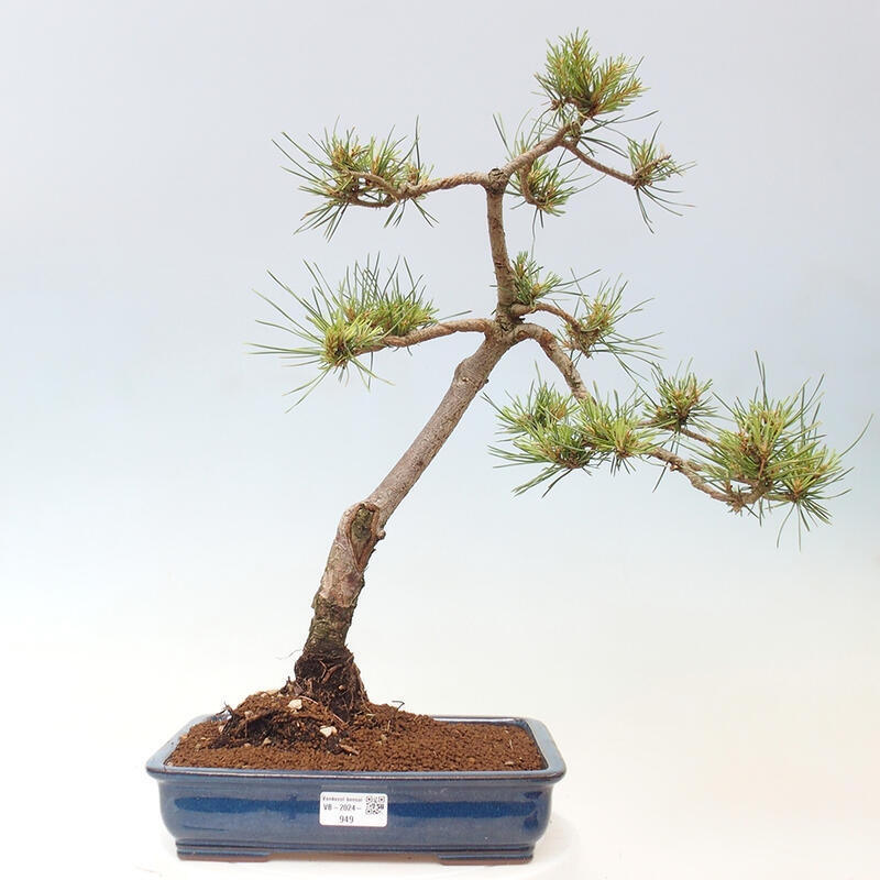 Vonkajšie bonsai - Pinus Sylvestris - Borovica lesná