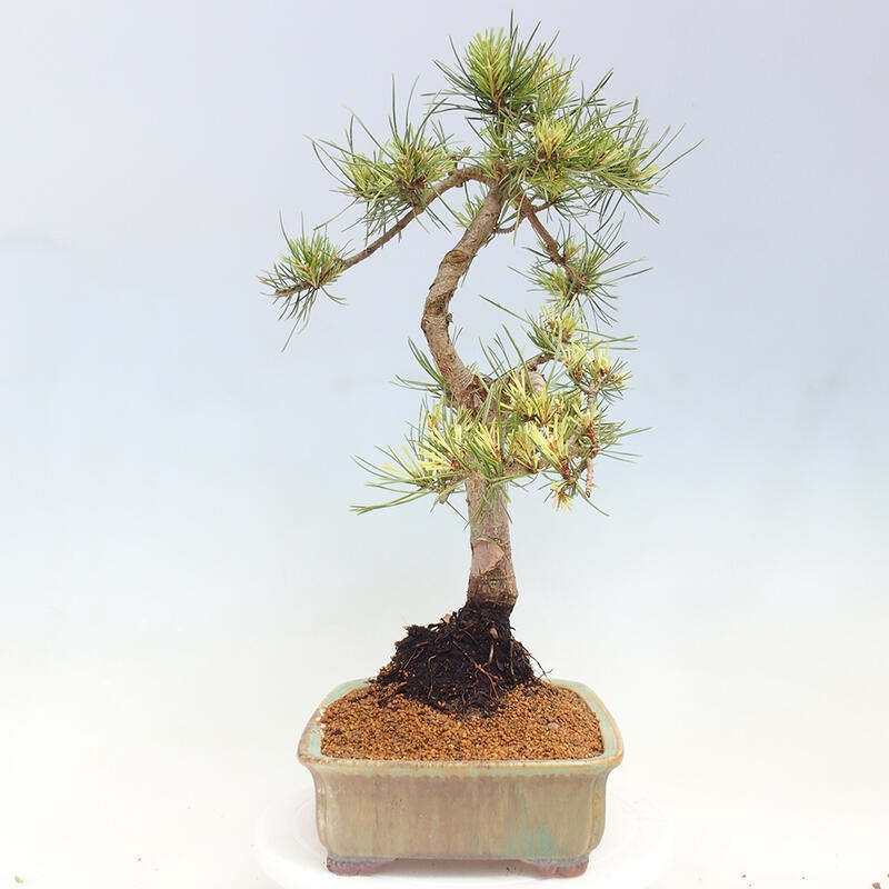 Vonkajší bonsai - Pinus Sylvestris Watererri - Borovica lesná