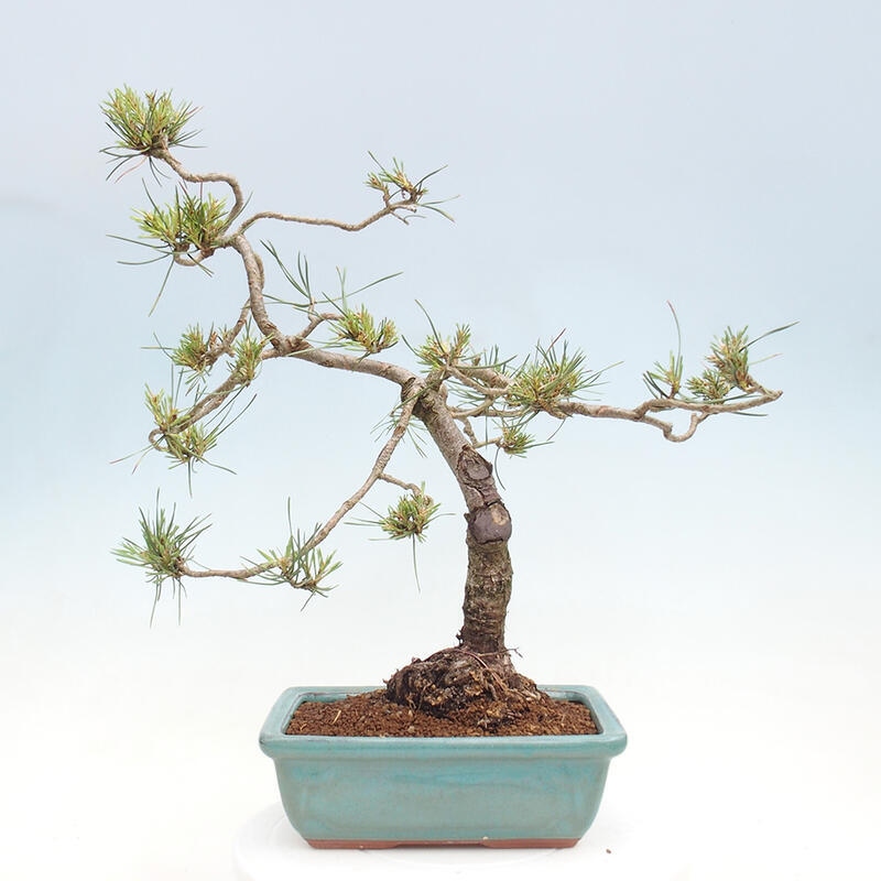 Vonkajšie bonsai - Pinus Sylvestris - Borovica lesná