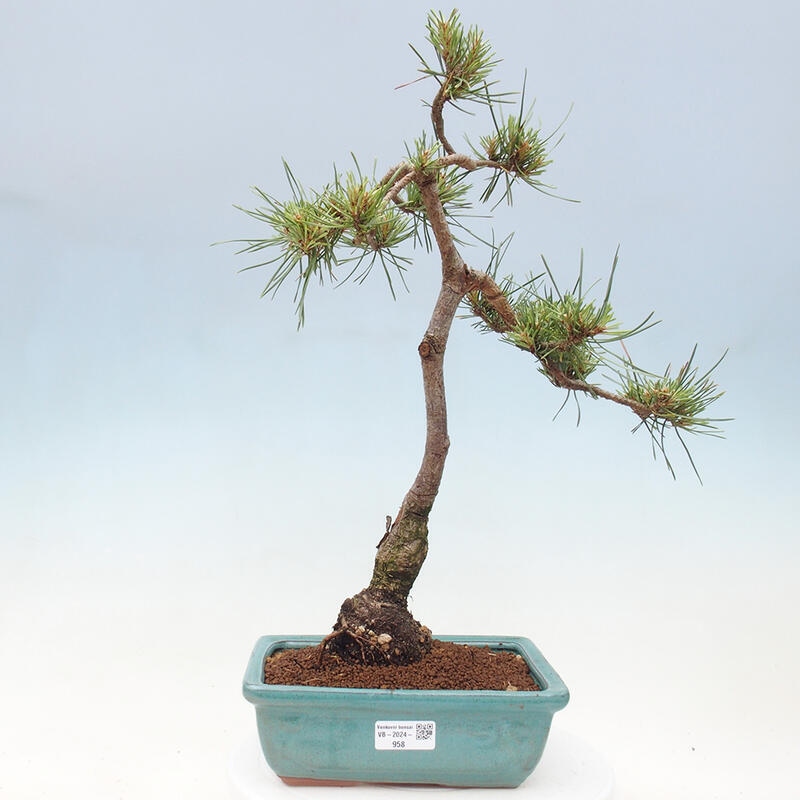 Vonkajšie bonsai - Pinus Sylvestris - Borovica lesná