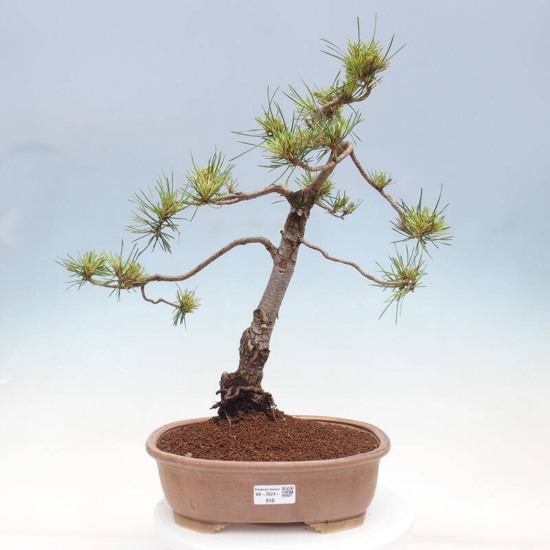 Vonkajšie bonsai - Pinus Sylvestris - Borovica lesná