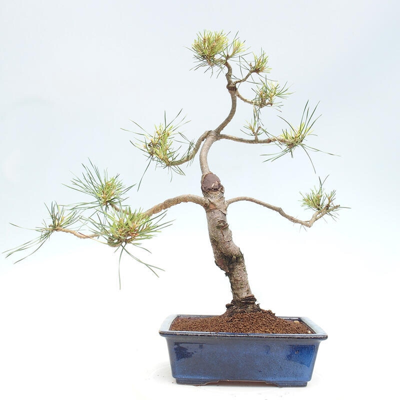 Vonkajšie bonsai - Pinus Sylvestris - Borovica lesná