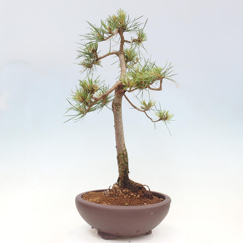 Vonkajšie bonsai - Pinus Sylvestris - Borovica lesná