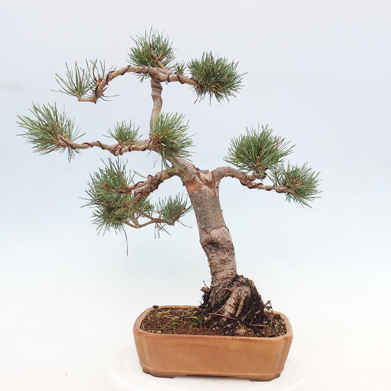 Vonkajšie bonsai - Pinus Sylvestris - Borovica lesná