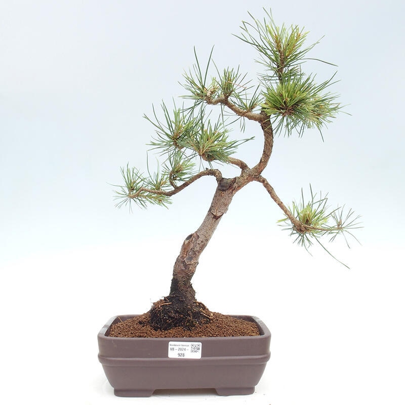 Vonkajšie bonsai - Pinus Sylvestris - Borovica lesná