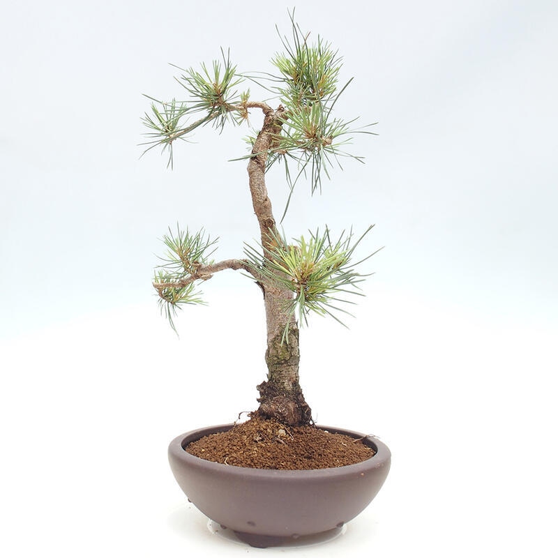 Vonkajšie bonsai - Pinus Sylvestris - Borovica lesná