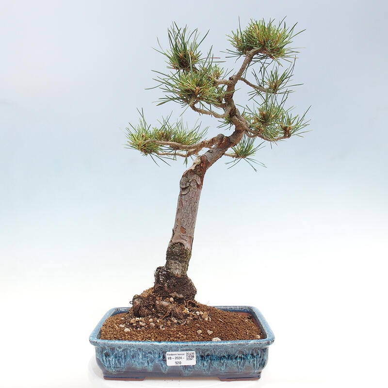 Vonkajšie bonsai - Pinus Sylvestris - Borovica lesná