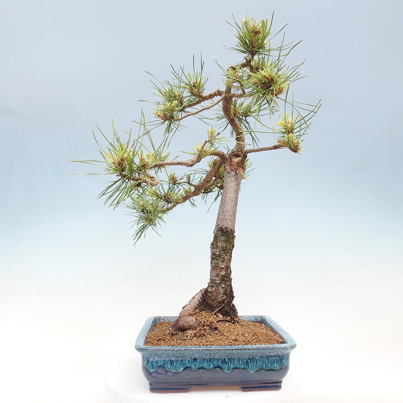 Vonkajšie bonsai - Pinus Sylvestris - Borovica lesná