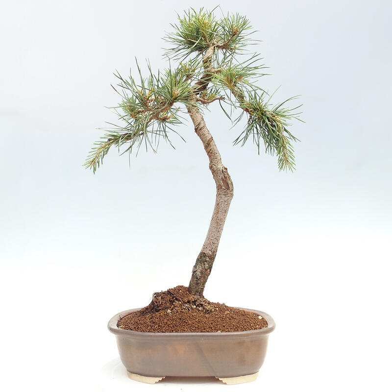 Vonkajšie bonsai - Pinus Sylvestris - Borovica lesná