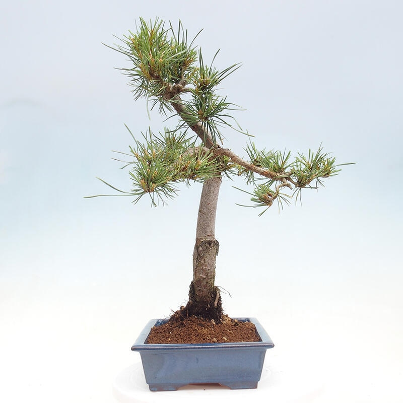 Vonkajšie bonsai - Pinus Sylvestris - Borovica lesná