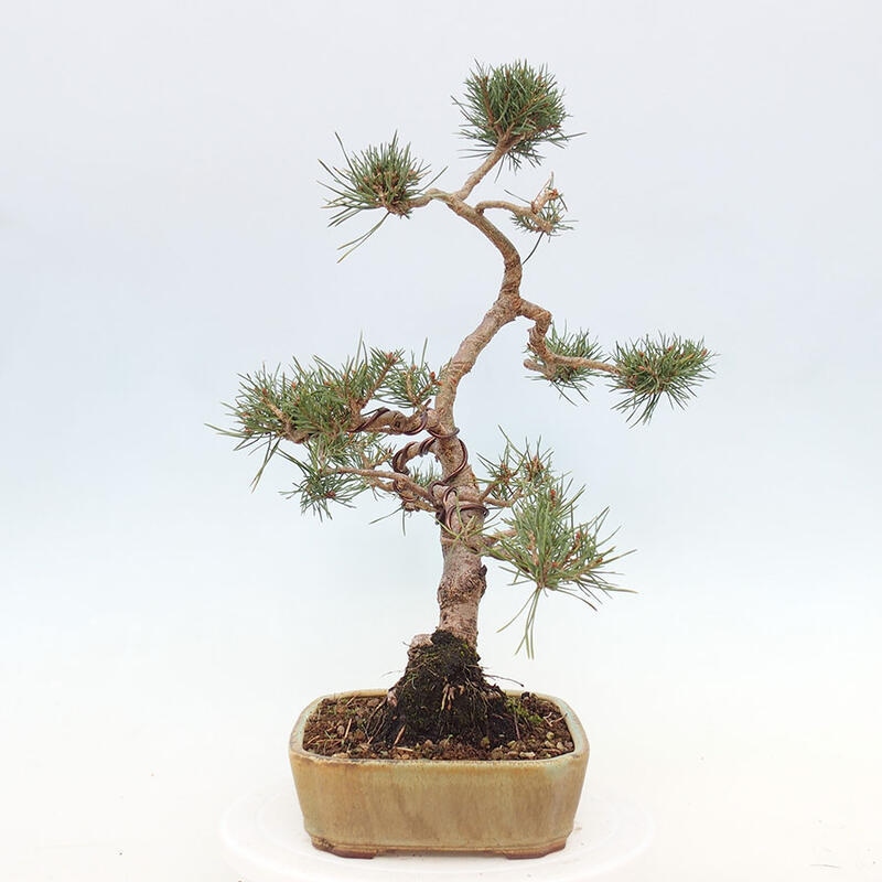 Vonkajšie bonsai - Pinus Sylvestris - Borovica lesná