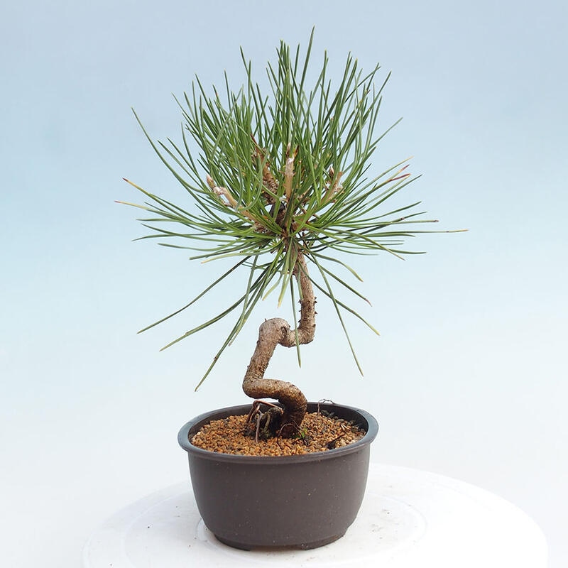 Vonkajší bonsai - Pinus thunbergii - Borovica thunbergova