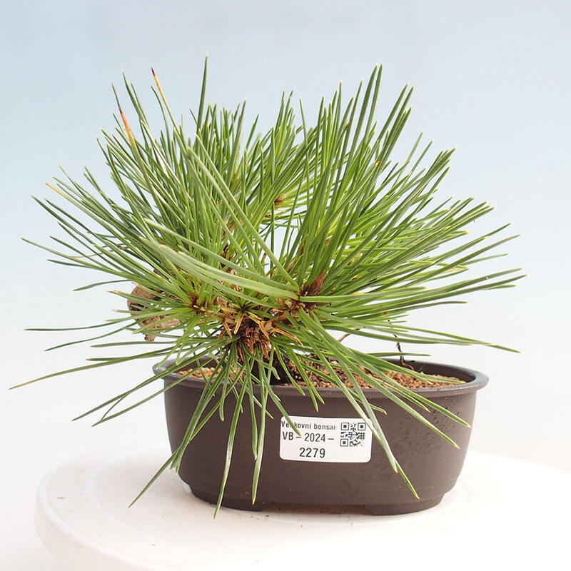 Vonkajší bonsai - Pinus thunbergii - Borovica thunbergova