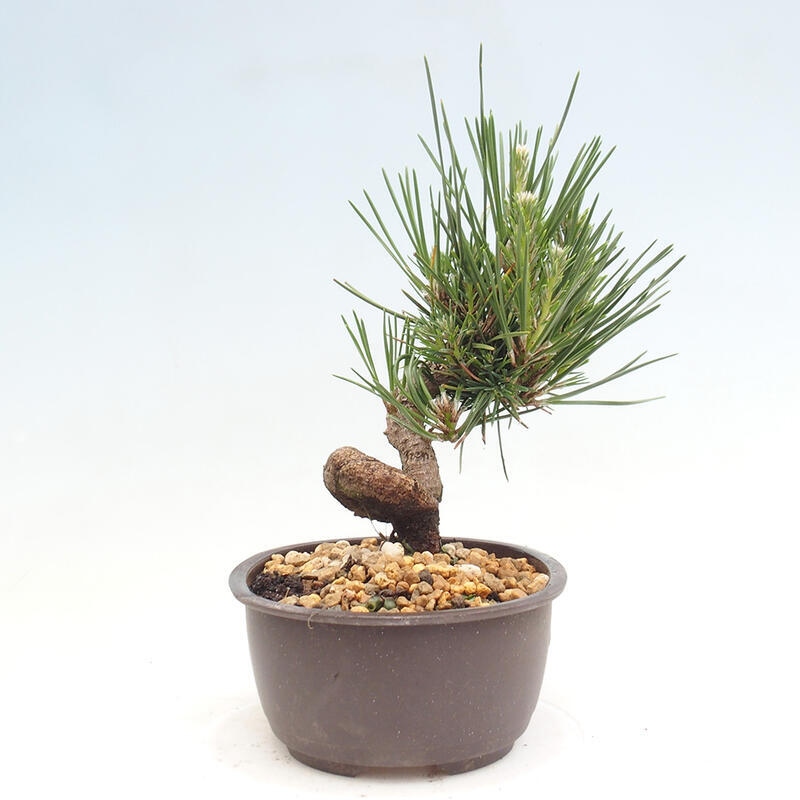 Vonkajší bonsai - Pinus thunbergii - Borovica thunbergova