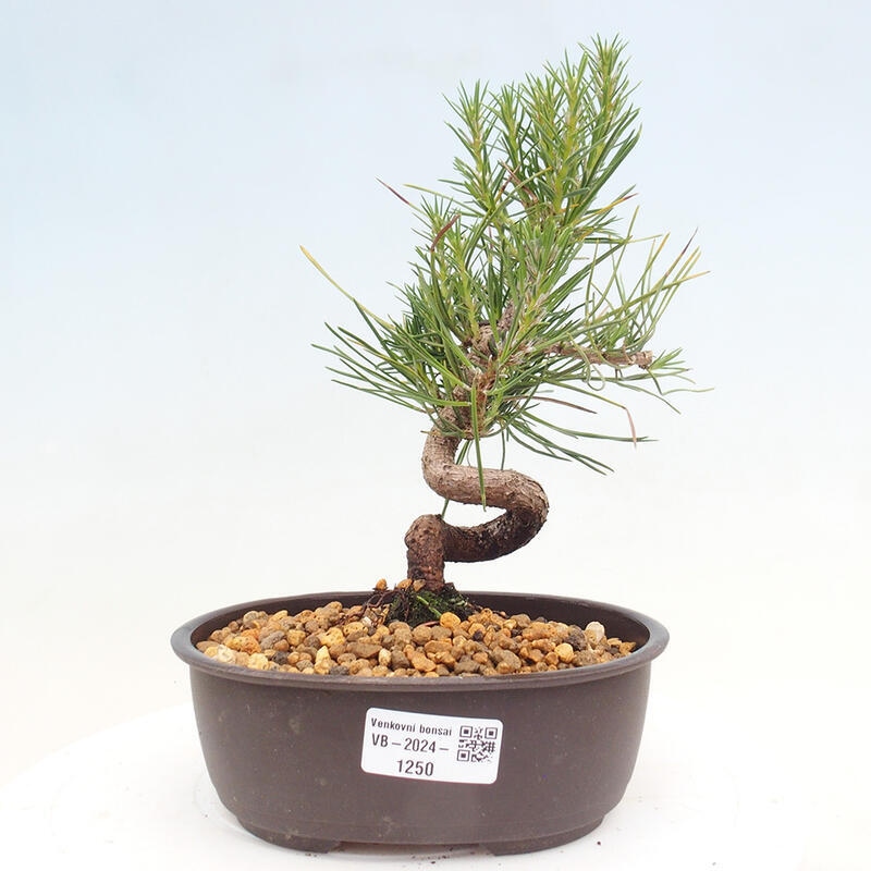 Vonkajší bonsai - Pinus thunbergii - Borovica thunbergova