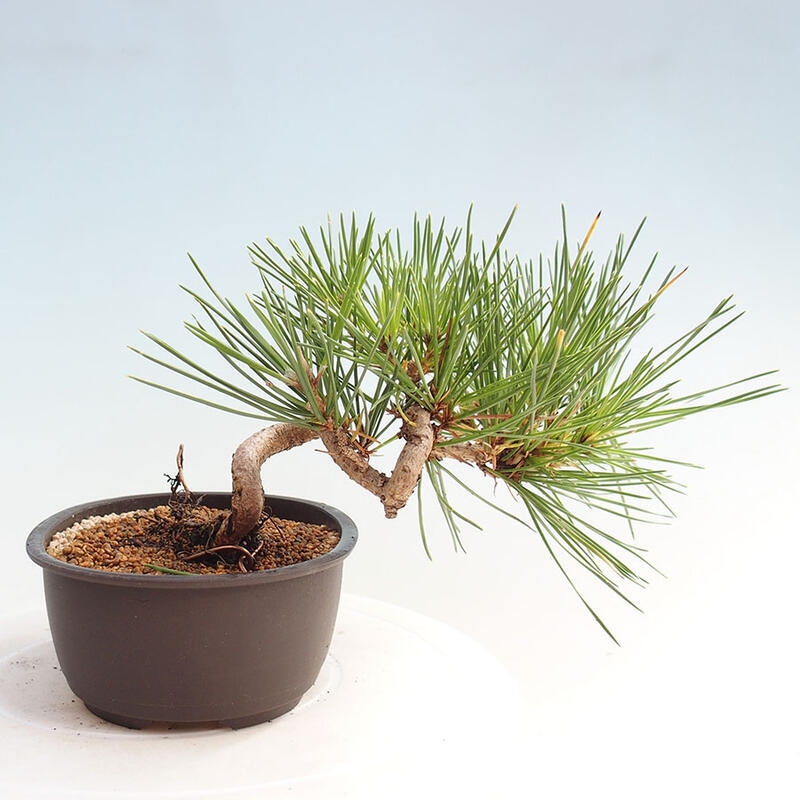 Vonkajší bonsai - Pinus thunbergii - Borovica thunbergova