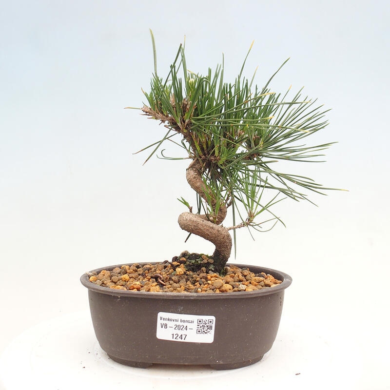 Vonkajší bonsai - Pinus thunbergii - Borovica thunbergova