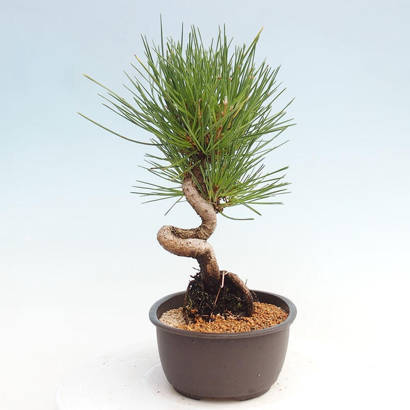 Vonkajší bonsai - Pinus thunbergii - Borovica thunbergova