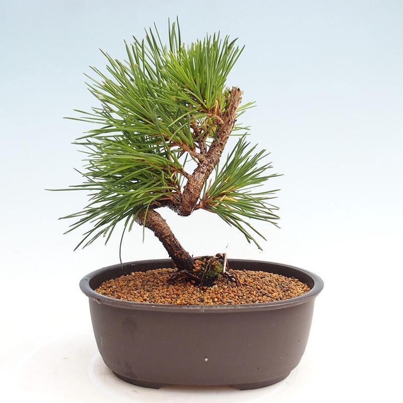 Vonkajší bonsai - Pinus thunbergii - Borovica thunbergova