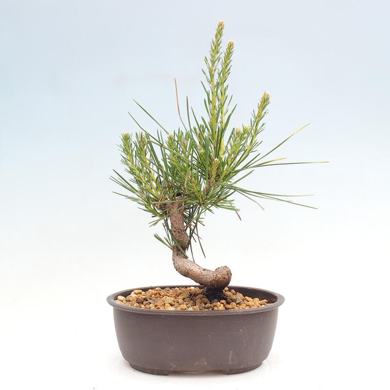 Vonkajší bonsai - Pinus thunbergii - Borovica thunbergova