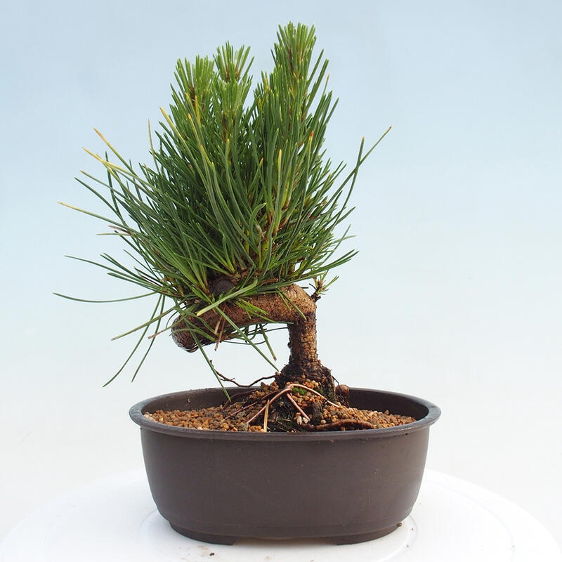 Vonkajší bonsai - Pinus thunbergii - Borovica thunbergova