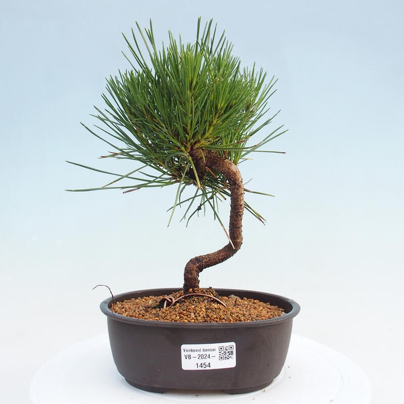 Vonkajší bonsai - Pinus thunbergii - Borovica thunbergova