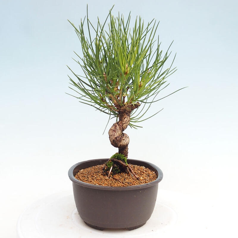 Vonkajší bonsai - Pinus thunbergii - Borovica thunbergova