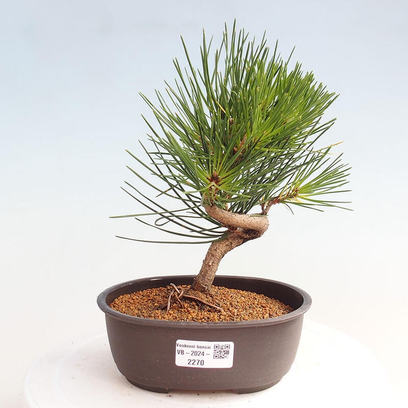 Vonkajší bonsai - Pinus thunbergii - Borovica thunbergova