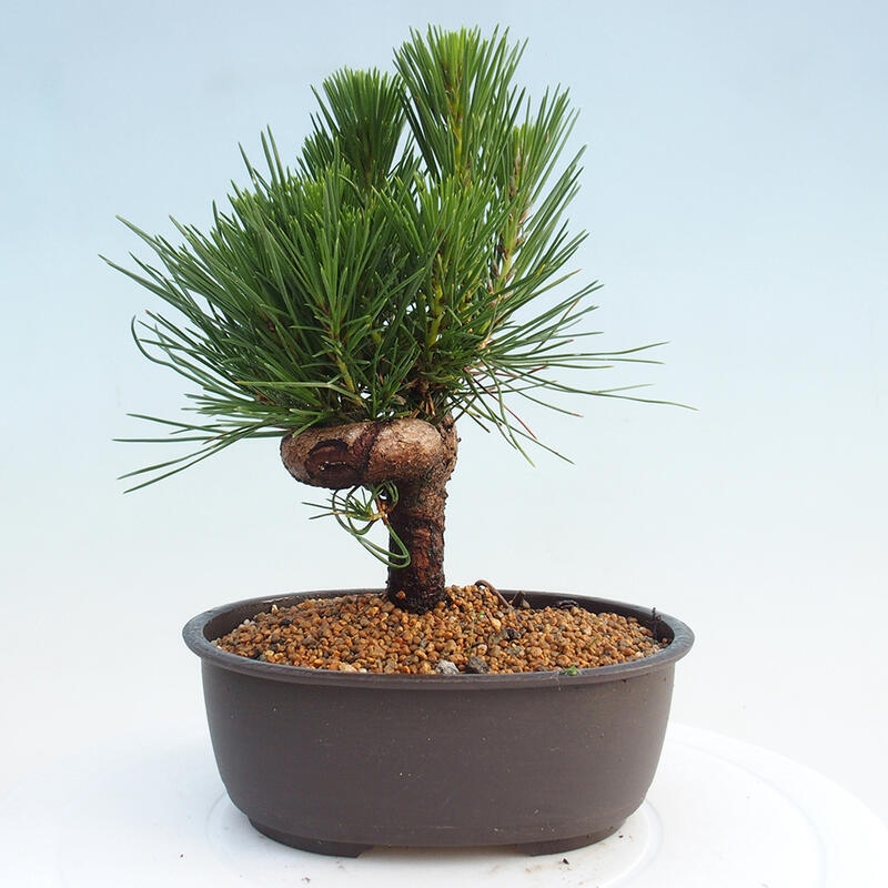 Vonkajší bonsai - Pinus thunbergii - Borovica thunbergova